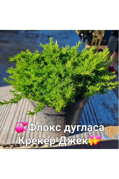 Флокс дугласа Крекер Джек - 3л/вис.5-10см/Ø20-25см